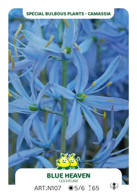 Camassia leichtlinii 'Blue Heaven'