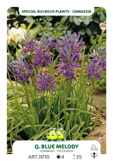 Camassia quamash 'Blue Melody'