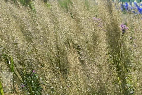 Calamagrostis brachytricha