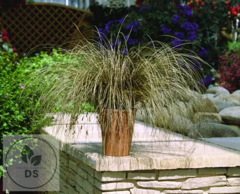 Carex comans 'Bronco'