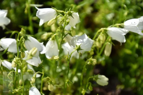 Campanula cochl. 'Baby White'
