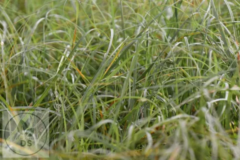 Carex flacca 'Blue Zinger'