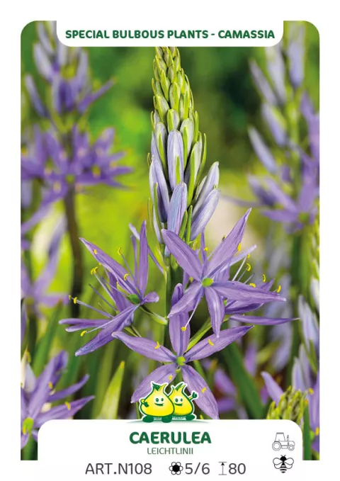 Camassia leichtlinii 'Caerulea'