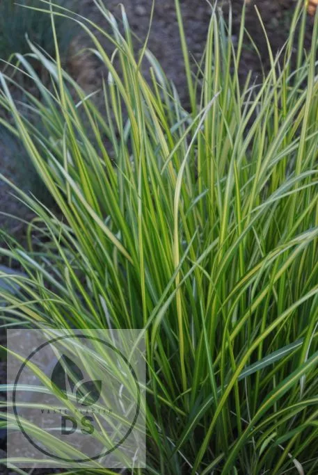 Calamagrostis acut. 'England'