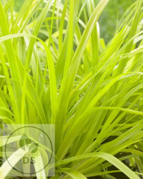 Carex osh. 'Everillo'