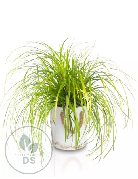 Carex osh. 'Everillo'