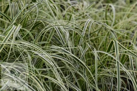 Carex hybr. 'Feather Falls'