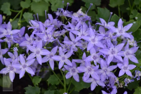 Campanula garganica