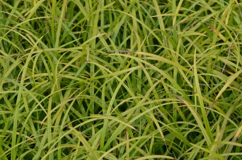 Carex grayi