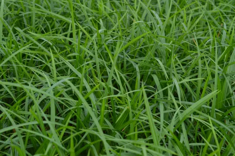 Carex folios. 'Irish Green'