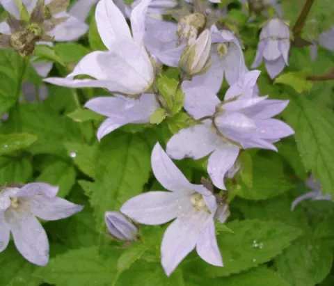 Campanula lact. 'Loddon Anna'