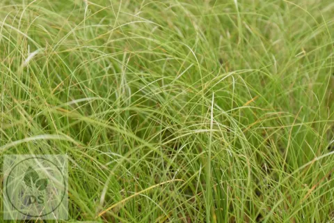 Carex testacea 'Lime Shine'