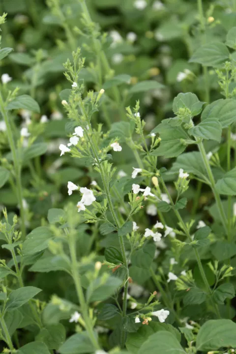 Calamintha sylvatica 'Menthe'