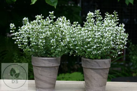 Calamintha nep. 'Marvelette White'