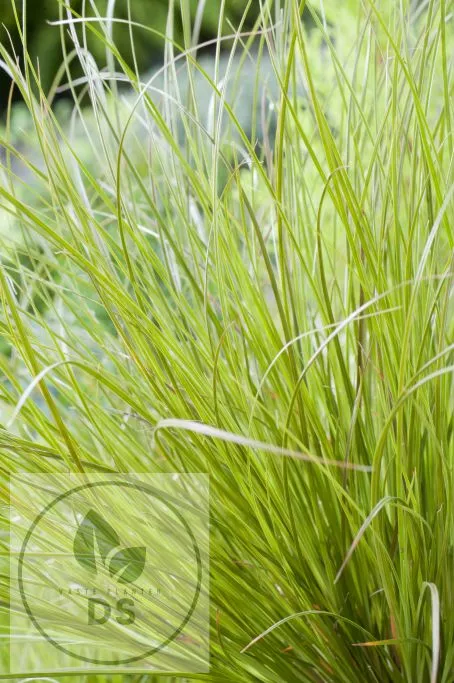 Carex howardii 'Phoenix Green'