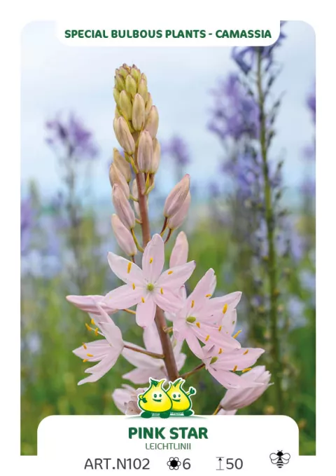 Camassia leichtlinii 'Pink Star'