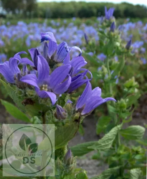 Campanula lact. 'Prichard's Var.'