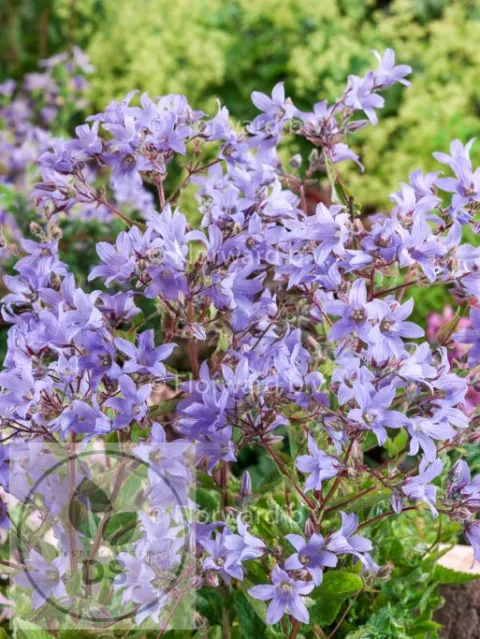 Campanula lact. 'Prichard's Var.'