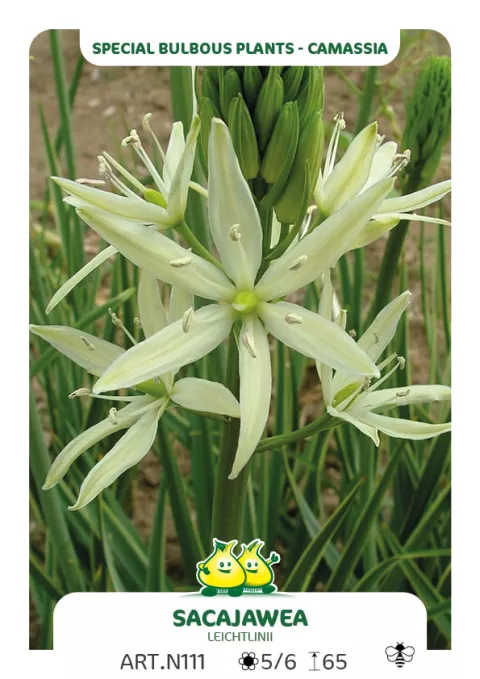 Camassia leichtlinii 'Sacajawea'