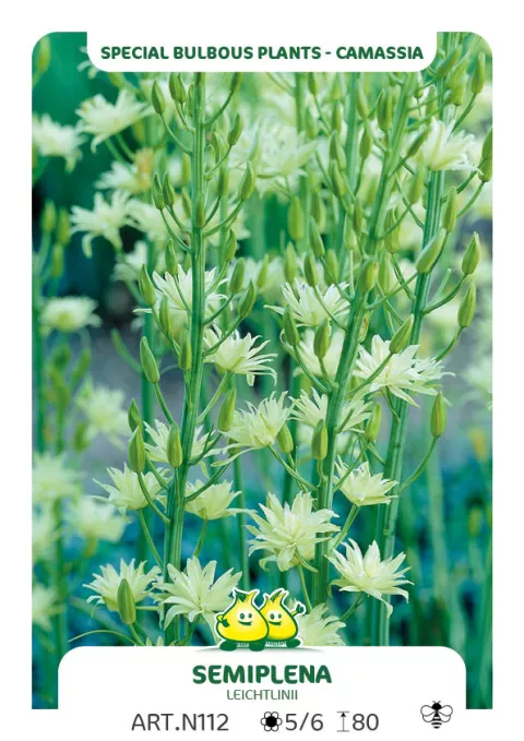 Camassia leichtlinii 'Semiplena'