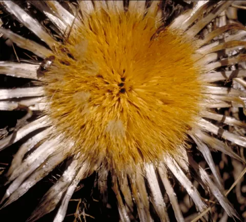 Carlina acaulis ssp. simplex