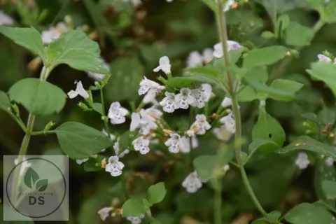 Calamintha nep. 'Triumphator'