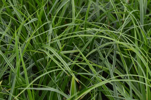 Carex morrowii 'Variegata'