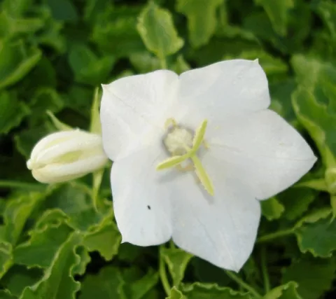 Campanula carp. 'Weisse Clips'