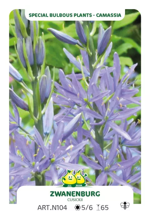 Camassia cusickii 'Zwanenburg'