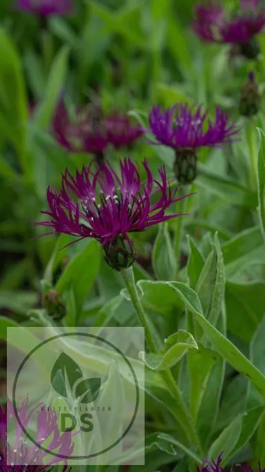 Centaurea montana 'Amethyst Dream'
