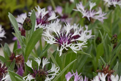 Centaurea montana 'Amethyst in Snow'