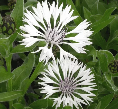 Centaurea montana 'Alba'