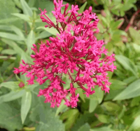 Centranthus ruber 'Coccineus'