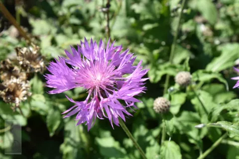 Centaurea hybr. 'John Coutts'