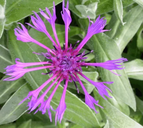 Centaurea montana