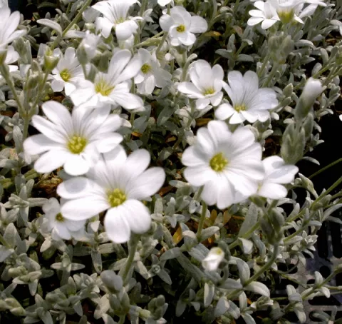 Cerastium tom. 'Silberteppich'