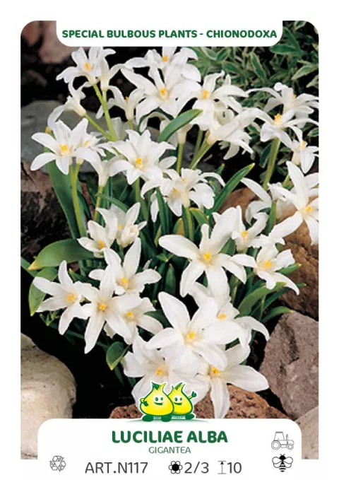 Chionodoxa lucilliae 'Alba'