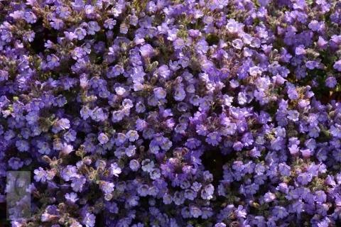 Chaenorhinum origanif. 'Blue Dream'