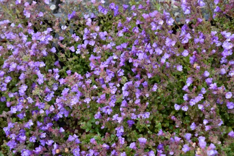 Chaenorhinum origanif. 'Blue Dream'