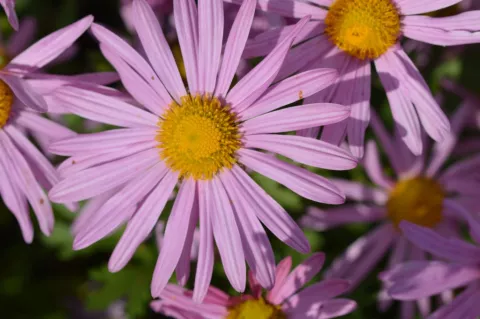 Chrysanthemum(Dendr.) (R) 'Clara Curtis'