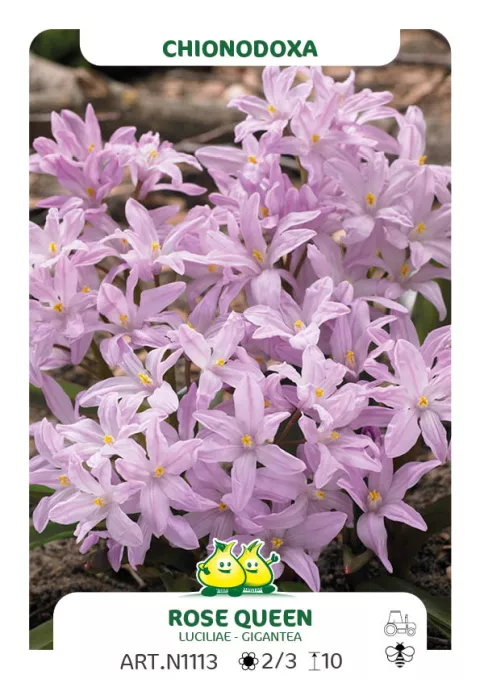 Chionodoxa luciliae 'Rose Queen'