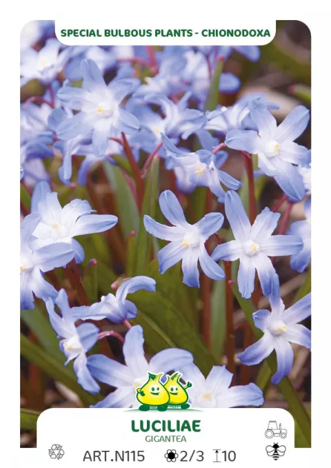 Chionodoxa forbesii (Luciliae)