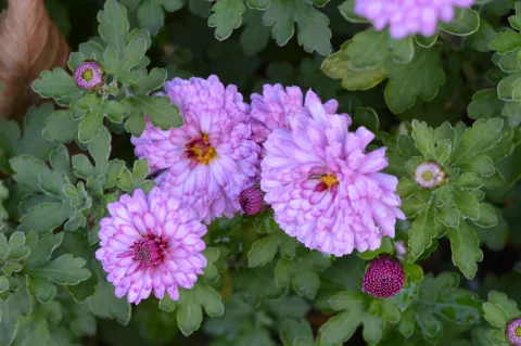 Chrysanthemum(Dendr.) (I) 'Rosensilber'