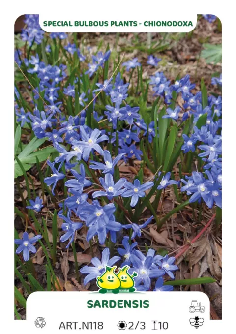 Chionodoxa 'Sardensis'