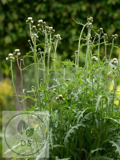 Cirsium riv. 'Frosted Magic'