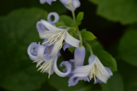 Clematis heracleifolia 'Cote D'Azur'