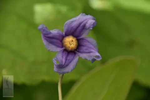Clematis integrifolia