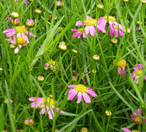 Coreopsis rosea 'American Dream'