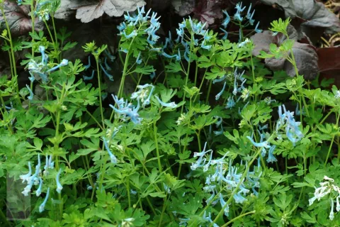 Corydalis flexuosa 'Blue Panda'