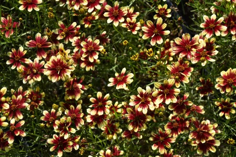 Coreopsis vert. 'Bengal Tiger'